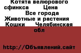 Котята велюрового сфинкса. .. › Цена ­ 15 000 - Все города Животные и растения » Кошки   . Челябинская обл.